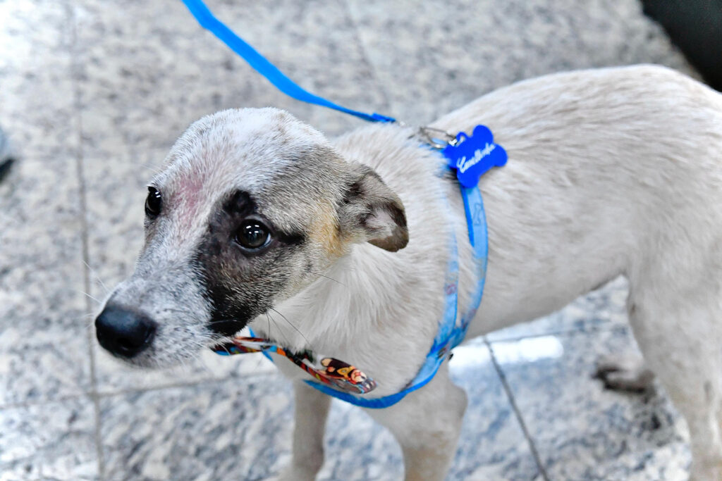 Prefeito de Belford Roxo resgata cãozinho abandonado em área de desmanche de carros