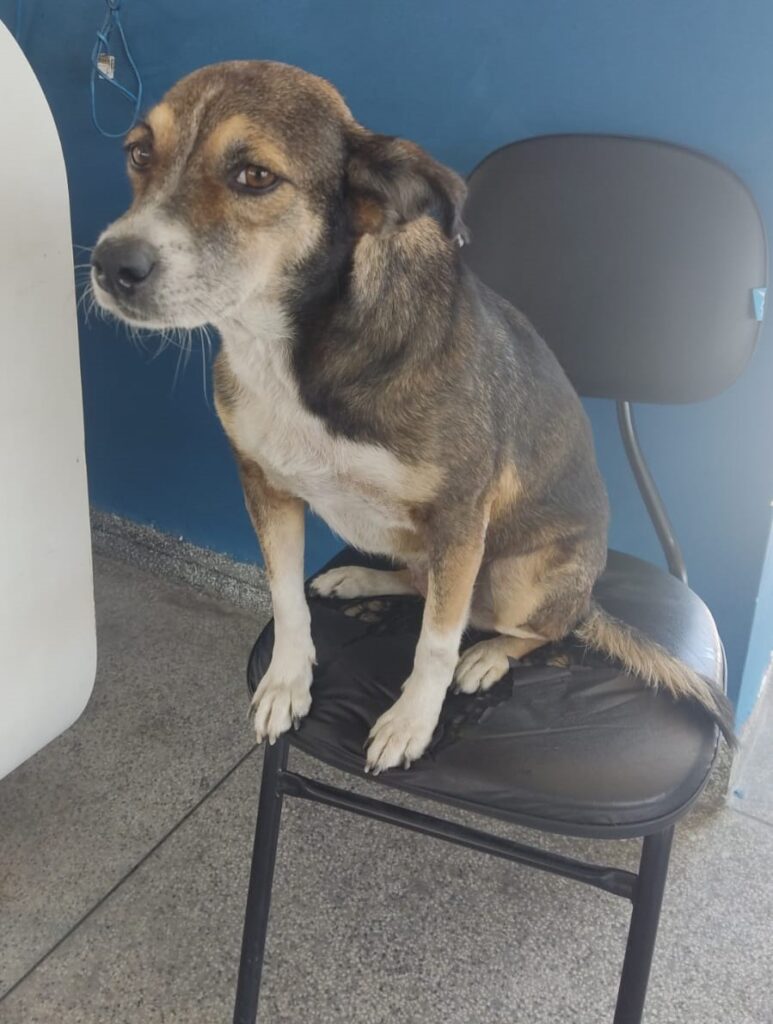 Prefeito de Belford Roxo resgata cãozinho abandonado em área de desmanche de carros