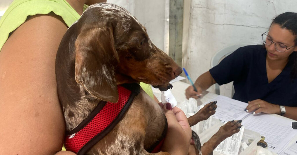 Castramóvel RJPET fica no bairro Barro Vermelho até o próximo dia 22