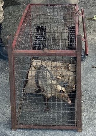 Ação conjunta da Secretaria de Defesa dos Animais e Corpo de Bombeiros resgatam gambá e filhotes no Lote XV