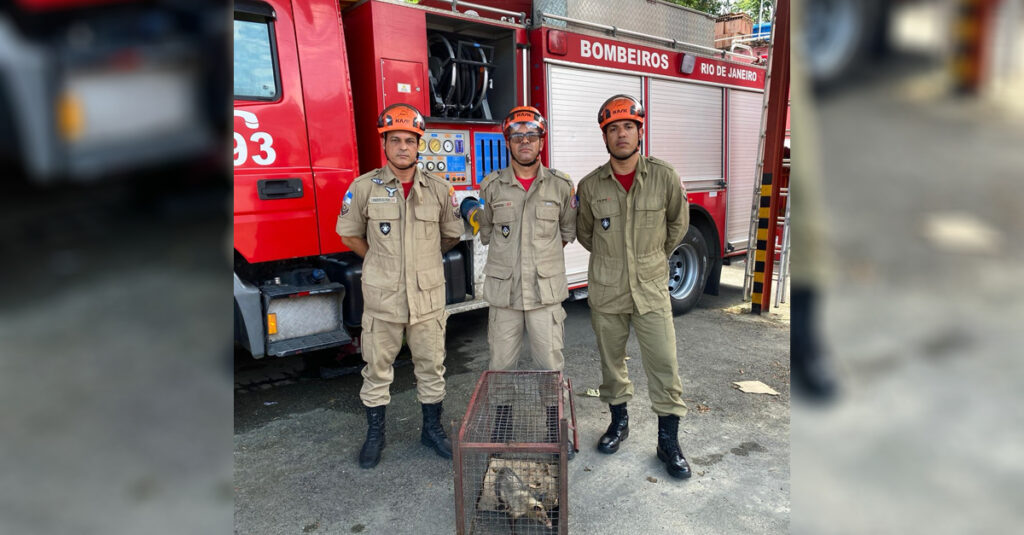 Ação conjunta da Secretaria de Defesa dos Animais e Corpo de Bombeiros resgatam gambá e filhotes no Lote XV