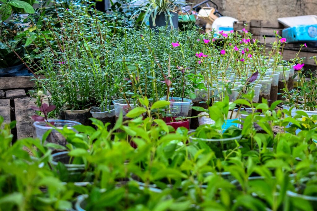 Belford Roxo inicia no dia 2 de junho as comemorações do ‘Mês de Ambiente’