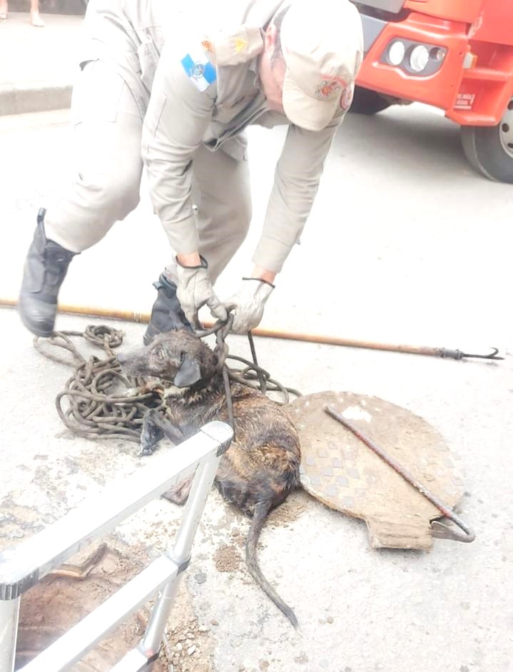 Parceria da Secretaria de Proteção Animais e Bombeiros resgata cão que caiu em bueiro no Nova Aurora