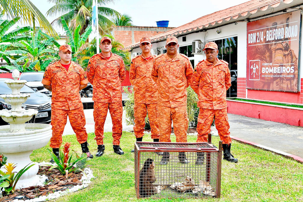 Corpo de Bombeiros em parceria com Secretaria de Proteção Animal resgatam macaco-prego e jiboia