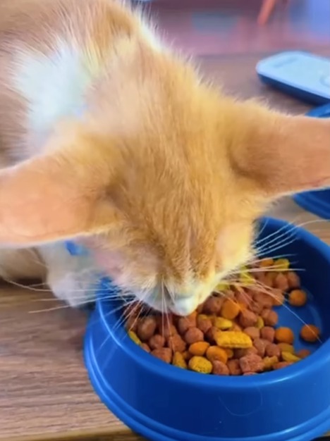 Prefeito acompanha obras e mutirão de limpeza no Jardim Redentor e adota gato abandonado que vira novo mascote da família Canella