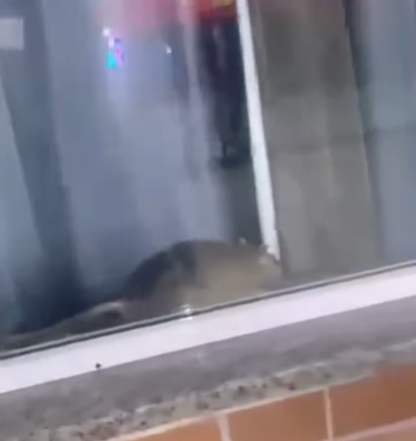 Vigilância Sanitária de Belford Roxo interdita restaurante que teve vídeo com ratos viralizado em São Bernardo