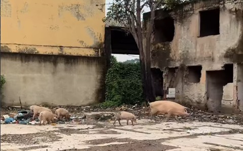 Prefeitura desapropriará terreno abandonado para construção de escola, creche e praça na entrada do Gogó da Ema no Bom Pastor