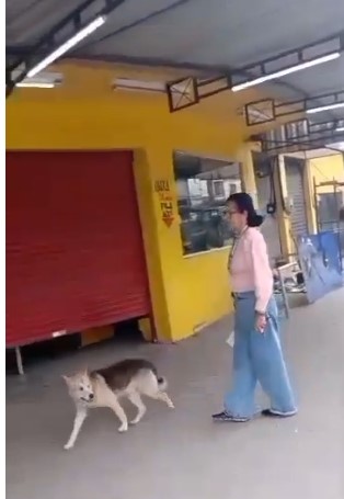 Vigilância Sanitária interdita e autua mercado no Parque Amorim