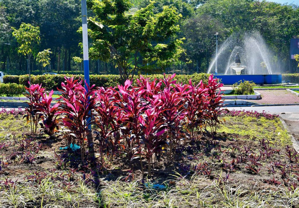 Secretaria Municipal de Meio Ambiente realiza mais uma etapa de revitalização paisagística na Bica da Mulata