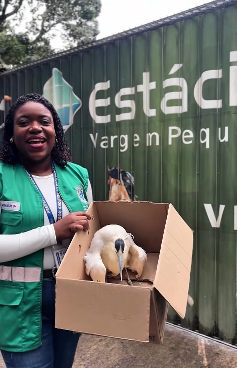 Secretaria de Meio Ambiente resgata Garça-Real debilitada e ferida e encaminha para reabilitação na Universidade Estácio na Região Sudoeste