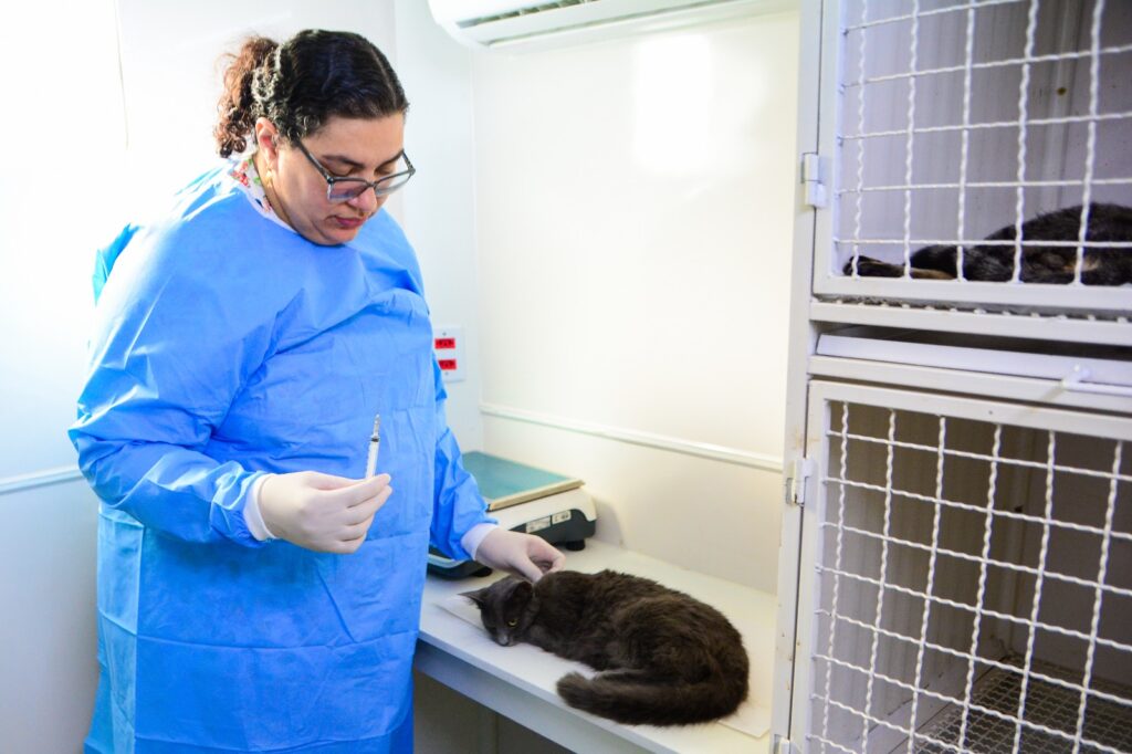 Secretaria de Proteção e Defesa Animal realiza castração de gatos e cães no Bom Pastor