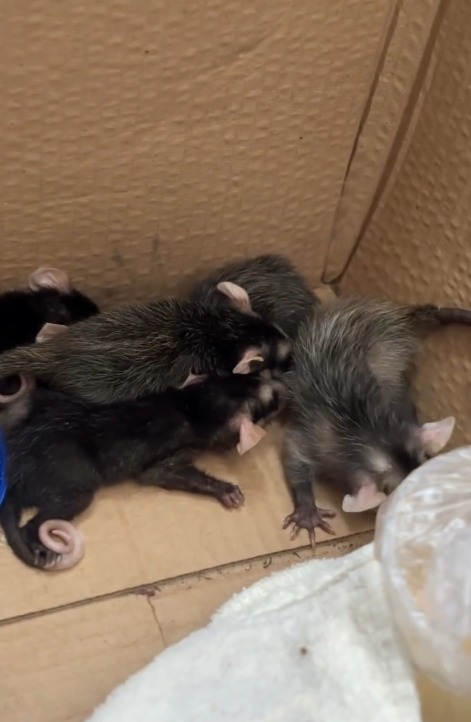 Secretaria de Meio Ambiente resgata 5 gambás e encaminha para centro de recuperação de animais silvestres