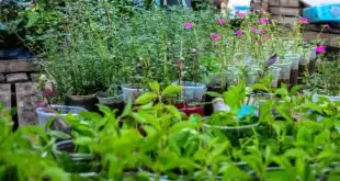 Belford Roxo inicia no dia 2 de junho as comemorações do ‘Mês de Ambiente’