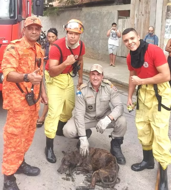 Parceria da Secretaria de Proteção Animais e Bombeiros resgata cão que caiu em bueiro no Nova Aurora